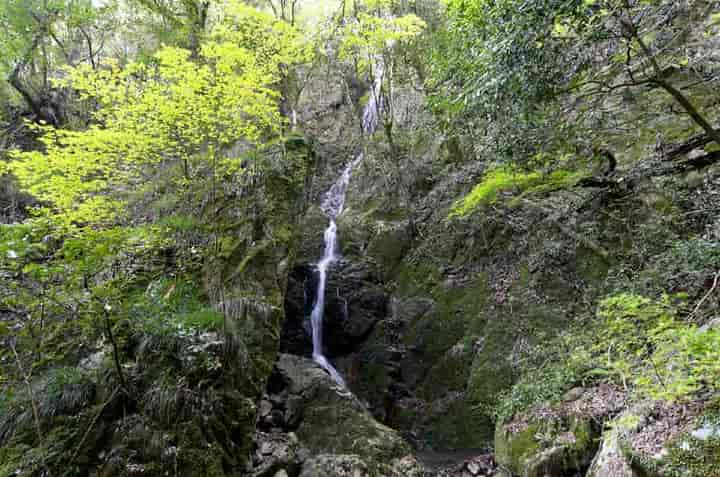 ���F��̑�